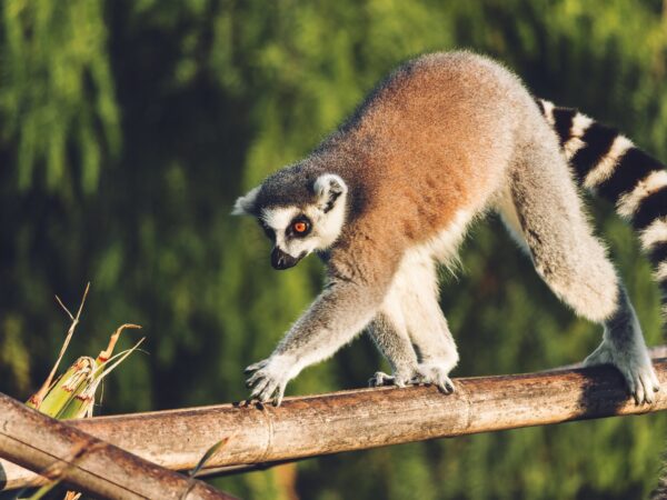 Lemure del Madagascar
