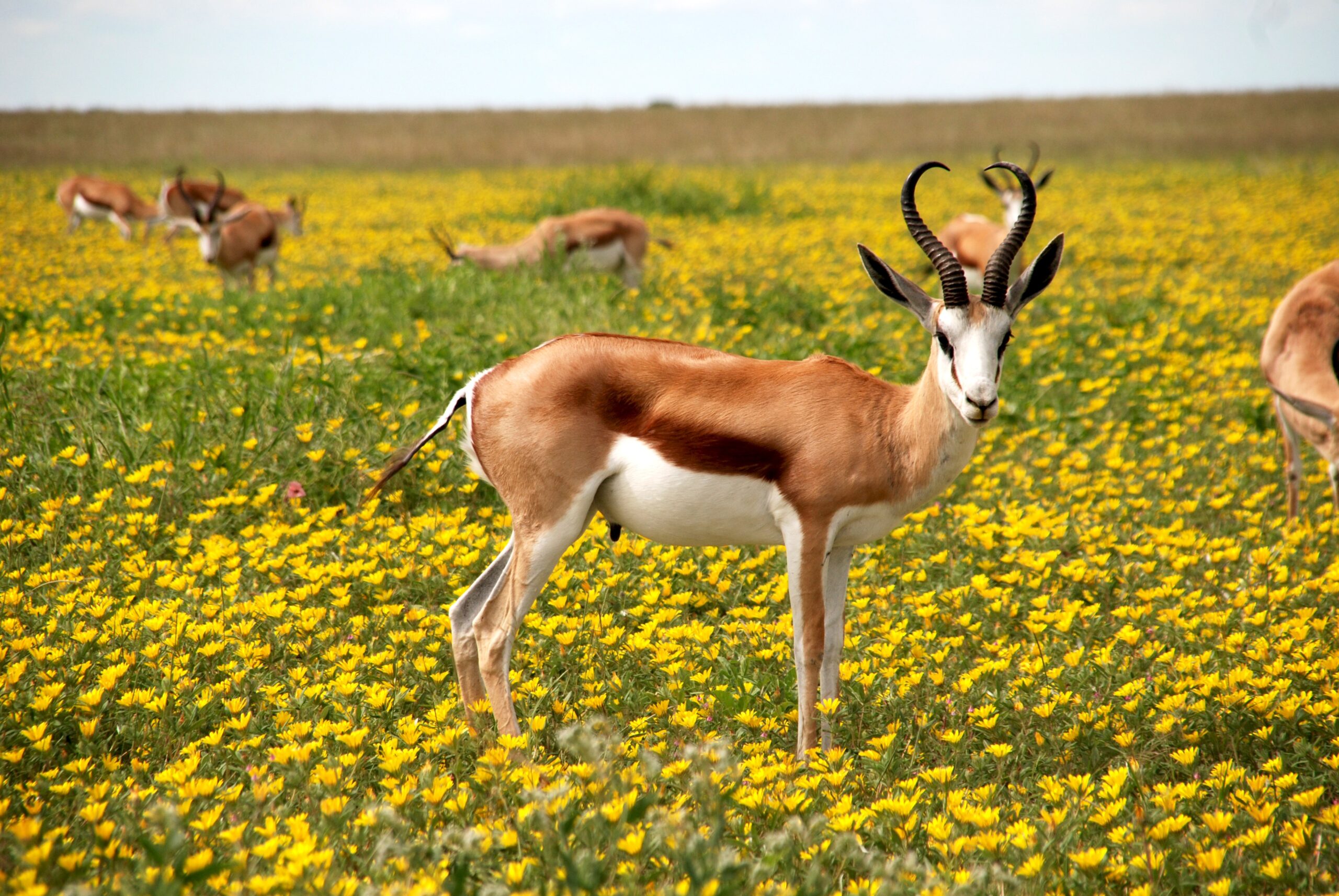 Antelope of Africa