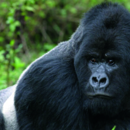 I gorilla dell’Africa centrale