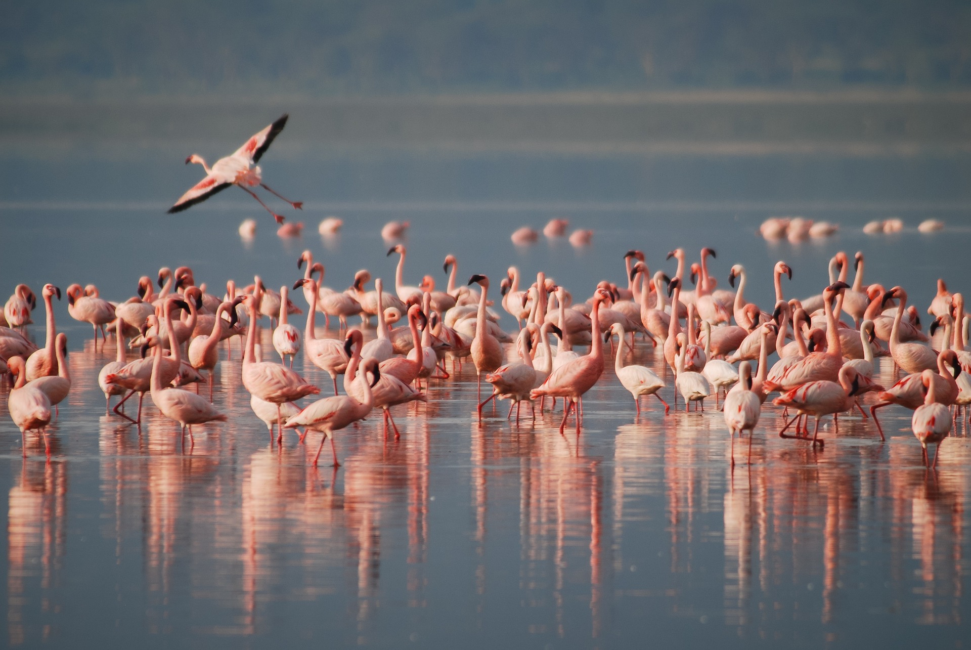 Flamingos africa