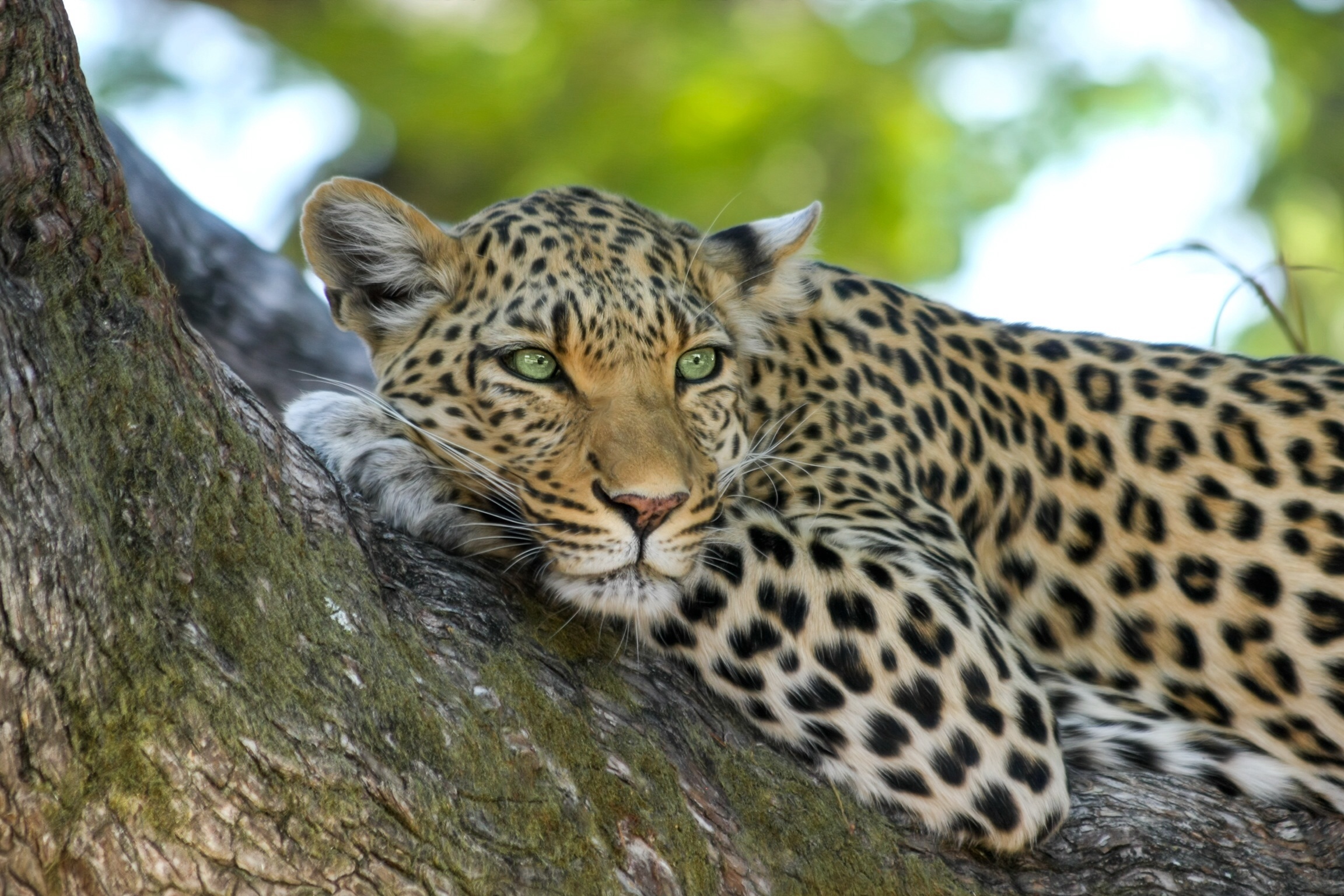 Leopardo africano