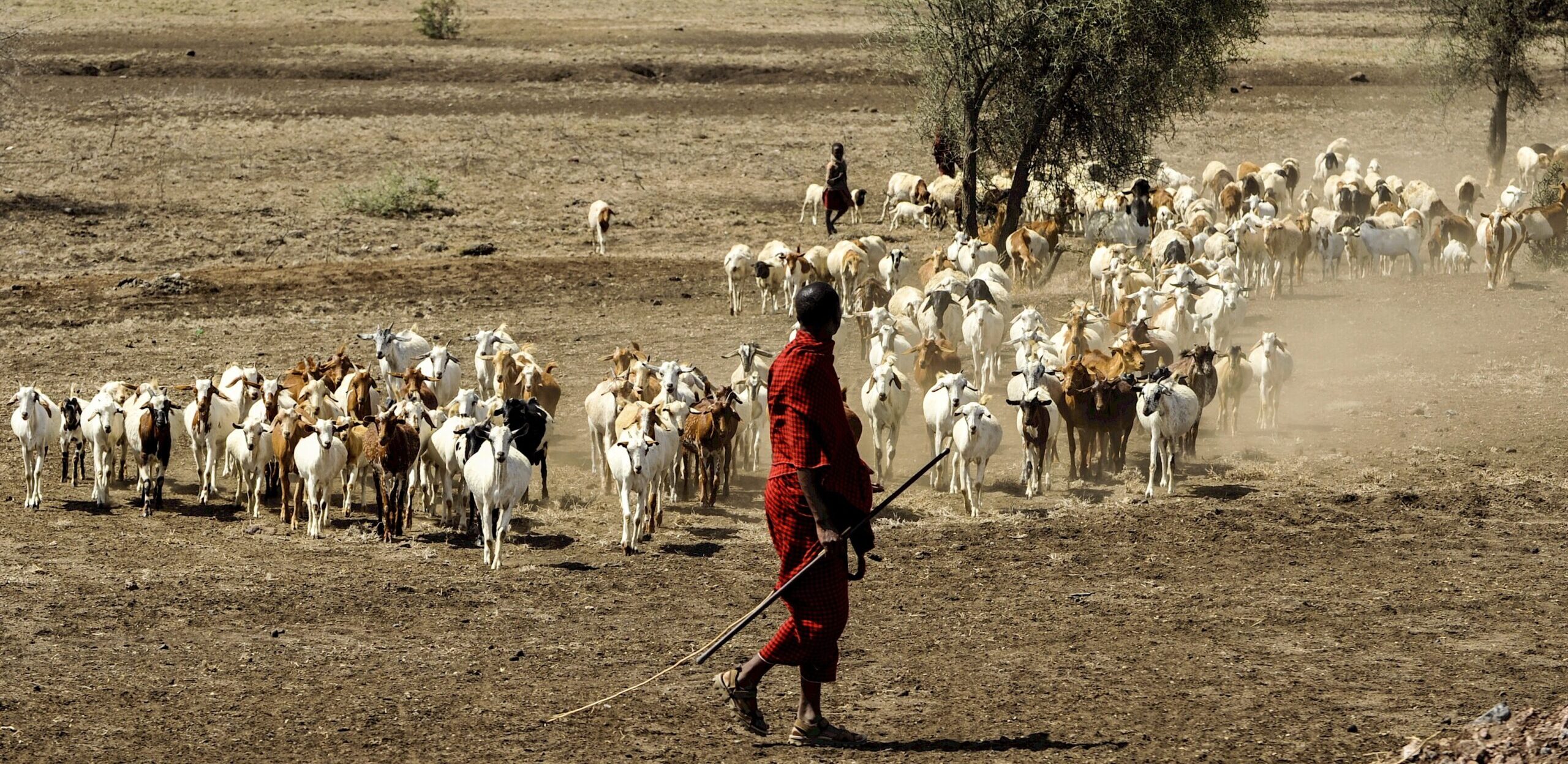 Maasai Africa e agricoltura